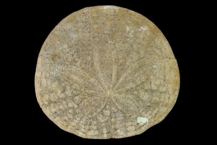 Pliocene Echinoid (Dendraster) Fossil - California #147160